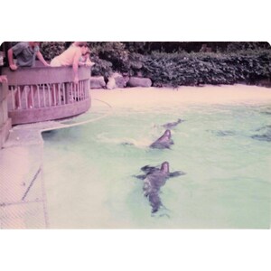 Vintage 1970s Sea Life Park Hawaii Dolphin Show Tall Ship Photo Lot of 17 image 3