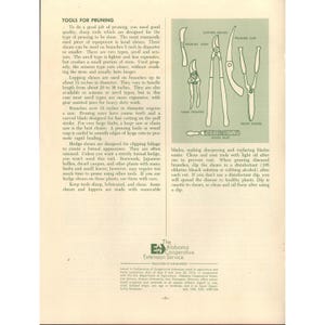 Pruning Ornamental Plants Alabama Cooperative Extension Circular ANR-258 Auburn image 2