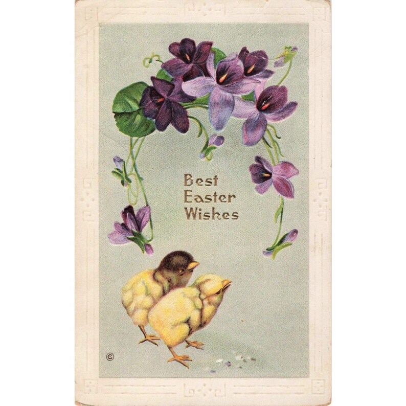 Vintage Osterpostkarte von 1909, geprägtes Motiv: Küken und Veilchen, Sheboygan Falls, Wisconsin, 303 Bild 1
