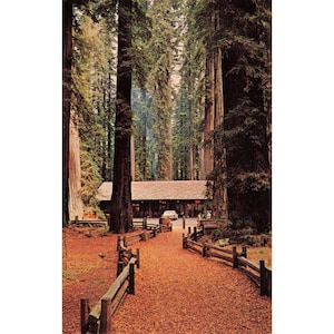 Vintage Richardson Grove State Park California Redwood Forest Postcard 1964 VG image 1