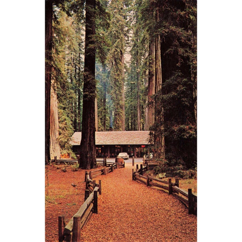 Vintage Richardson Grove State Park California Redwood Forest Postcard 1964 VG image 1