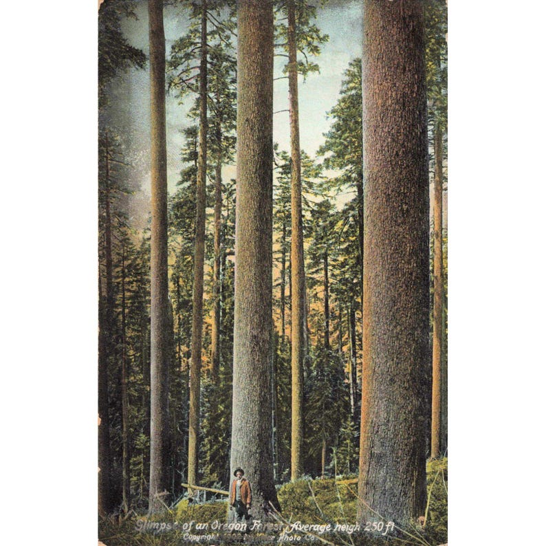Antique 1908 Glimps of an Oregon Forest Postcard Giant Trees J.K. Gill Co Rieder image 1