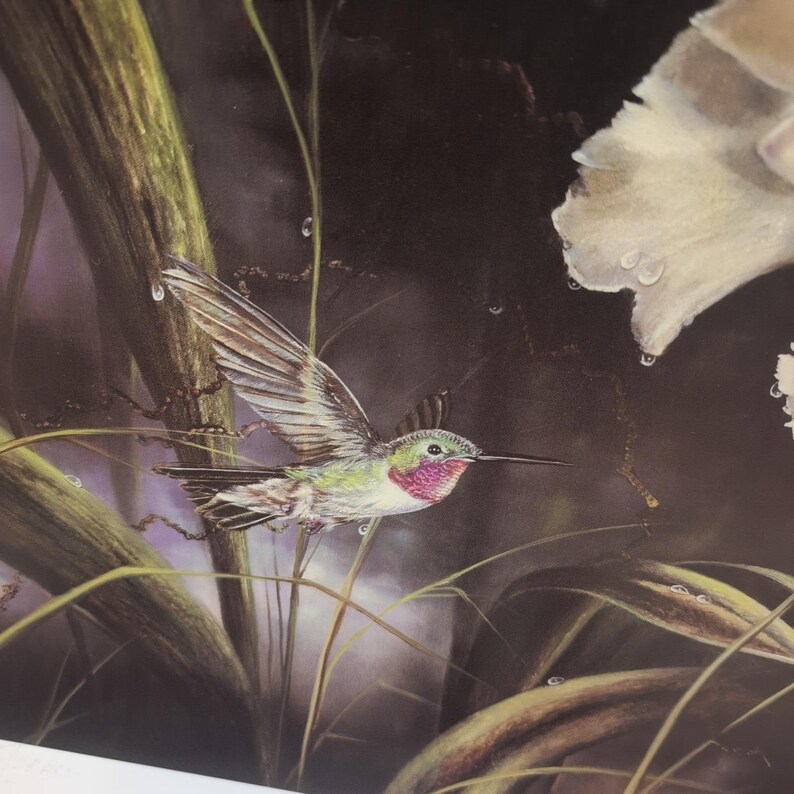Sonia Torres Limited Ed signierter Kolibri Odontoglossum Crispum Künstlerdruck Bild 4