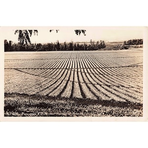 Pineapple Fields Honolulu Hawaii RPPC Real Photo Postcard Vintage No 609 image 1