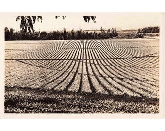 Pineapple Fields Honolulu Hawaii RPPC Real Photo Postcard Vintage No 609