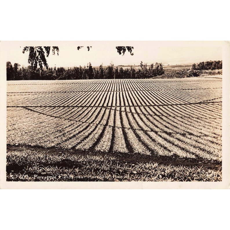 Pineapple Fields Honolulu Hawaii RPPC Real Photo Postcard Vintage No 609 image 1