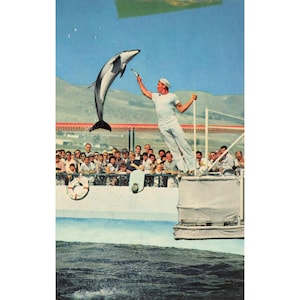 Marineland Pacific Palos Verdes CA Chrome Postcard Porpoise Show GW-70 Unused image 1