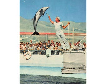 Marineland Pacific Palos Verdes CA Chrome Postcard Porpoise Show GW-70 Unused