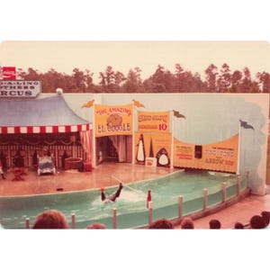 Lote de 4 fotos vintage de los años 70 del circo Ding-A-Ling Brothers, espectáculo secundario, acto de focas imagen 4