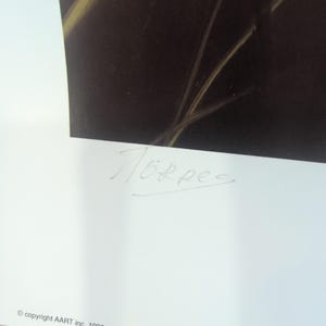 Sonia Torres Limited Ed signierter Kolibri Odontoglossum Crispum Künstlerdruck Bild 7