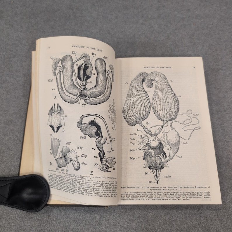 ABC and XYZ of Bee Culture A.I. Root 1947 Edition Hardcover Beekeeping Book image 8