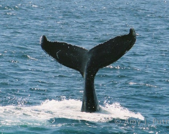 Photo magnet - humpback whale tail