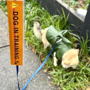 Può includere: Un'etichetta rettangolare arancione e bianca con la scritta "DOG IN TRAINING" in lettere bianche, attaccata a un guinzaglio blu. Un piccolo cane marrone chiaro con un impermeabile verde è al guinzaglio, che cammina sull'erba.
