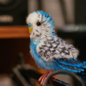 May include: A plush, blue and white parakeet with black and gray markings on its wings and back. The bird has a yellow beak and pink feet, perched on a dark metal object. The background is blurred.