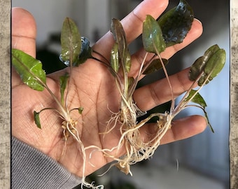 Cryptocoryne Plant Bundle – Undulata + Wendtii Brown and Red | Live Aquarium Plants | Beginner Plant