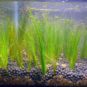 May include: An aquarium scene featuring vibrant green aquatic plants with long, slender leaves. The plants are rooted in a bed of dark, rounded gravel. The water is clear, and the scene is well-lit, showcasing the plants' natural colors.