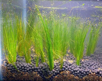 Dwarf Hair grass (Eleocharis): Beginner Aquarium Plant - Easy Care -