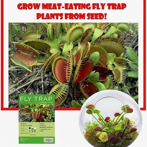 May include: An image showcasing Venus flytrap plants, with the text "GROW MEAT-EATING FLY TRAP PLANTS FROM SEED!". The image includes a terrarium kit and a glass globe terrarium with the plants.