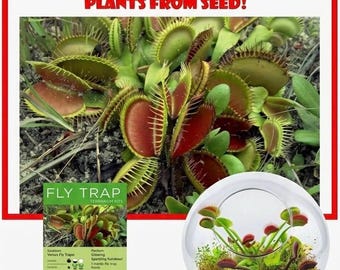 Kit de culture Venus Fly Trap - Kit de démarrage pour plantes carnivores - Plante piège à mouches vivante avec terre et pot - Kit de plantes pour débutants