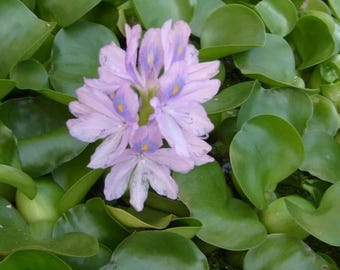 Water Hyacinth (Eichhornia crassipes) – Live Floating Aquarium & Pond Plant | Fast Growing, Natural Shade - Nitrate Control