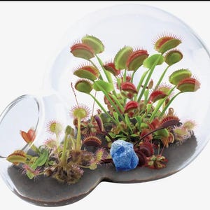 May include: A glass terrarium with a unique shape, housing several Venus flytraps. The plants have green leaves and red-edged traps. A blue stone sits among the plants, and the terrarium is filled with dark soil.