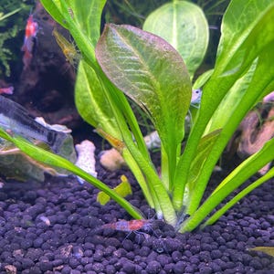 Rosette Sword Live Aquarium Plant - Low Tech Betta Fish Plant