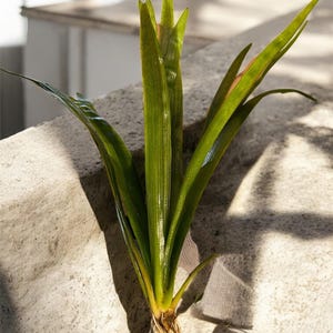 May include: A close-up of a vibrant green plant with long, slender leaves and visible roots. The plant's leaves have a glossy texture, and the roots are a light brown color. The plant is set against a neutral, textured background.