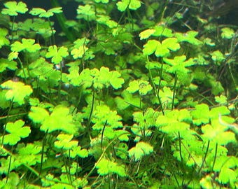 Hydrocotyle Tripartita (Japan): Live Aquarium Plant - Beginner plant -Beautiful versatile plant