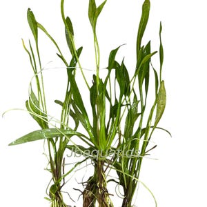 May include: A cluster of aquatic plants with long, green leaves and visible roots. The plants have a vibrant green color, with some leaves slightly darker than others. The roots are a mix of brown and tan, and the plants are set against a white background.