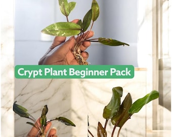 Cryptocoryne Bundle Pack – Undulata + Wendtii Brown + Wendtii Red | Live Aquarium Plants | Beginner Plant