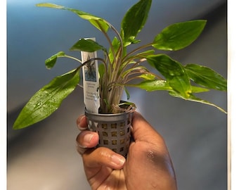 Cryptocoryne Undulata – Hardy, Wavy-Leaf Aquarium Plant for Midground Beauty