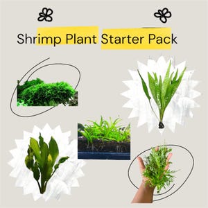May include: A light gray graphic with the text "Shrimp Plant Starter Pack" and images of various green aquatic plants. The plants are in different shapes and sizes, including moss and long-leaf varieties.