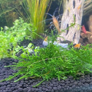 May include: A vibrant aquarium scene featuring lush green aquatic plants and small orange shrimp. The plants are densely packed, creating a natural habitat. The substrate is dark, contrasting with the bright green and orange hues.