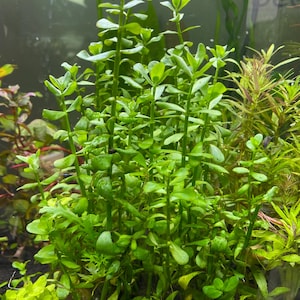 May include: A close-up of aquatic plants in an aquarium. The plants are a vibrant green, with small, oval-shaped leaves and slender stems. Other aquatic plants are visible in the background. The plants are likely used for decoration and to provide oxygen in the aquarium.