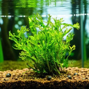 May include: A vibrant green aquatic plant with finely divided leaves, likely a type of fern, is shown in an aquarium setting. The plant is rooted in a bed of brown substrate, with several small, dark snails scattered around. The water is clear, and the background is blurred.