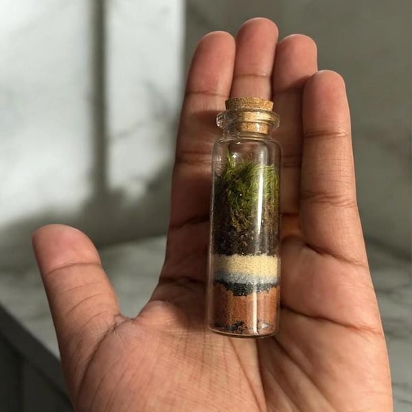 Zakterrarium | Zelfvoorzienend mini-ecosysteem – gesloten mosterrarium – miniatuur levend terrariumpot – bureaublad natuurdecor