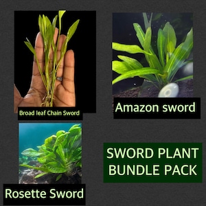 May include: An image showcasing a Sword Plant Bundle Pack with three different types of aquatic plants: Broad leaf Chain Sword, Amazon sword, and Rosette Sword. The plants have vibrant green leaves and are suitable for aquarium use.