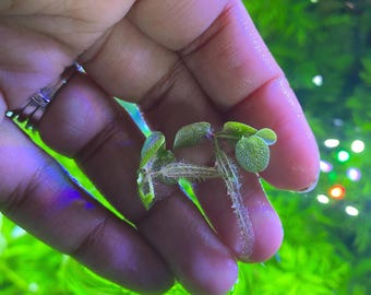 Salvinia Minima Live Floating Aquarium Plant – Easy Care Freshwater Floater for Fish & Shrimp Tanks