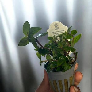May include: A small potted plant with vibrant green leaves and stems. The plant is in a gray plastic pot with a tag that reads "Fresh Florida." The tag also mentions the plant is easy to care for and slow-growing.
