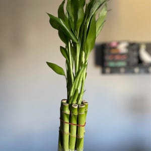 Lucky bamboo vase - Etsy Polska