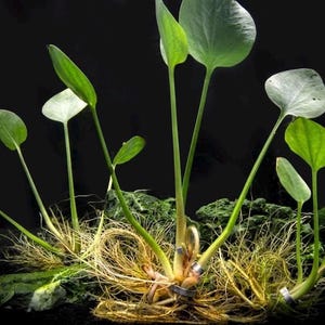 May include: Close-up of a freshwater aquatic plant with green, heart-shaped leaves and long, slender stems. The plant has a cluster of roots and is set against a dark background. The plant is likely used in aquariums.