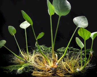 American Frogbit Live Aquarium Plant | Floating Fish Tank Plant | Betta Shrimp Safe | Easy Low Light Aquatic Plant | Natural Nitrate Remover