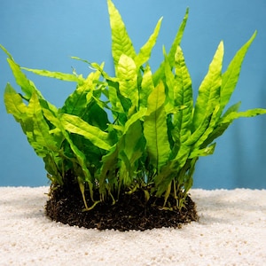 May include: A vibrant green aquatic plant featuring long, slender, pointed leaves growing from a dense, dark brown root system. The plant is positioned upright, displaying multiple stems that fan out in various directions with a textured surface.