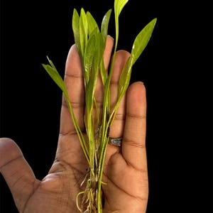 May include: A close-up of a small aquatic plant with long, slender, light green leaves. The plant is held in a hand against a black background. The roots are visible, and the leaves have a slight sheen.