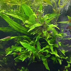 May include: A vibrant underwater scene featuring lush, green aquatic plants. The image showcases various types of plants with different leaf shapes and textures, creating a dense, natural environment. The plants are a bright, healthy green, suggesting a thriving ecosystem.