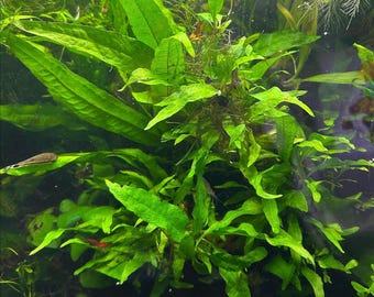 Java Fern Live Aquarium Plant - Beginner Plant