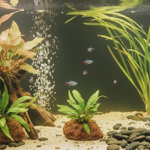May include: An aquarium scene with lush green plants and small, colorful fish. The tank features a sandy substrate, dark rocks, and a background. Bubbles rise from the bottom, adding movement to the underwater environment. The plants include broad-leafed and grass-like varieties.