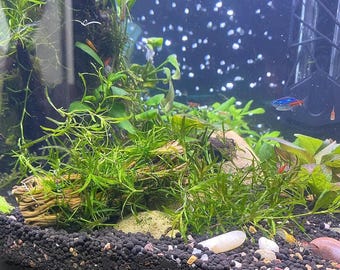 Live Guppy Grass – Beginner Aquarium Plant, Nano Fish & Shrimp Cover