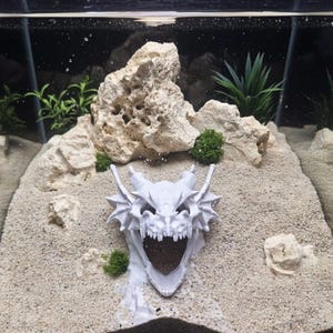 May include: A white dragon skull aquarium decoration with open jaws, set in a sandy environment with rocks and green plants. The skull is the focal point, adding a fantasy element to the aquatic scene.