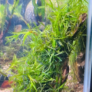 6 plant bundle, Low Tech Live Freshwater Aquarium. Floaters & rooted plants!